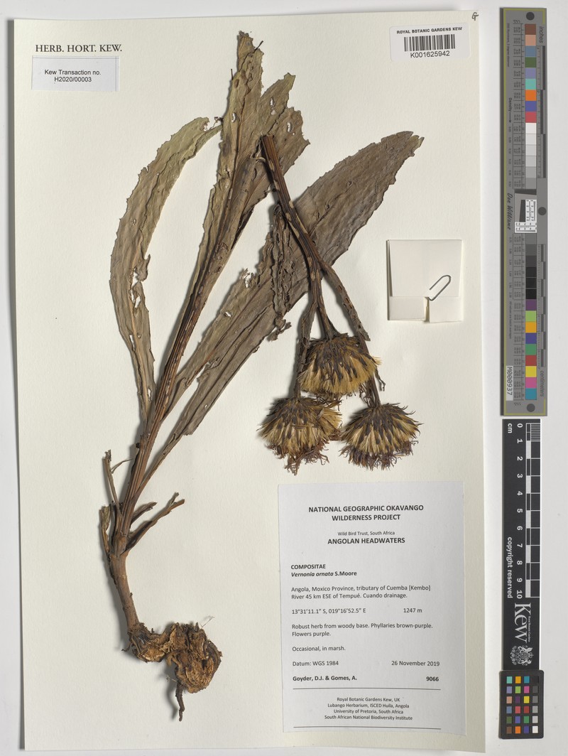 Vernonia ornata