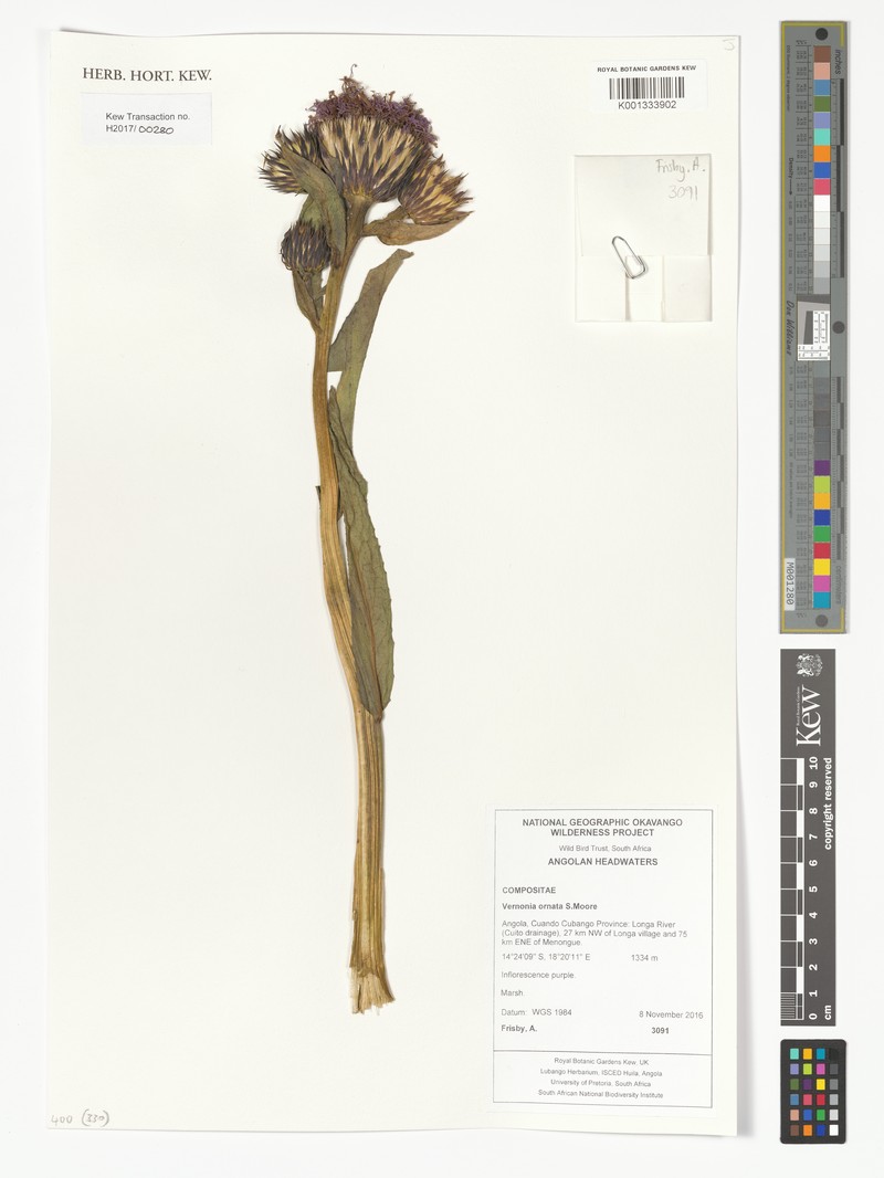 Vernonia ornata photo 2