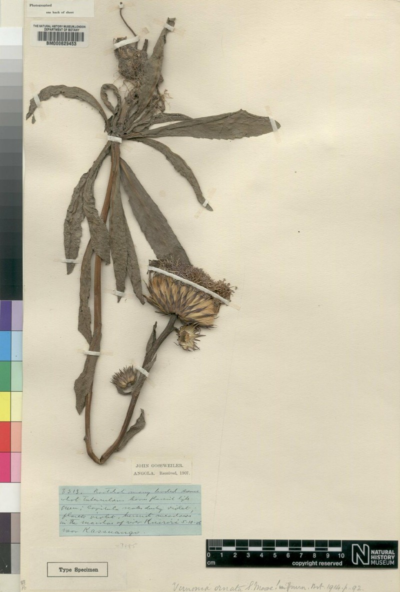 Vernonia ornata photo 3