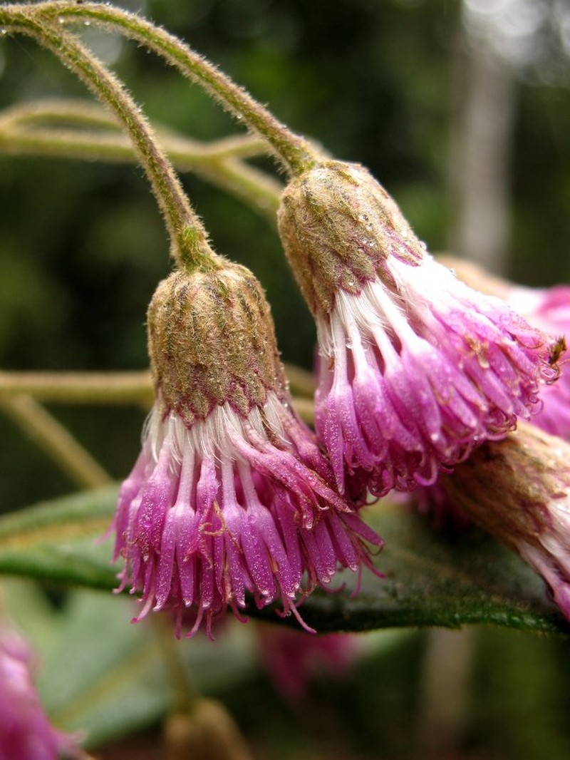 Vernonia pachyclada