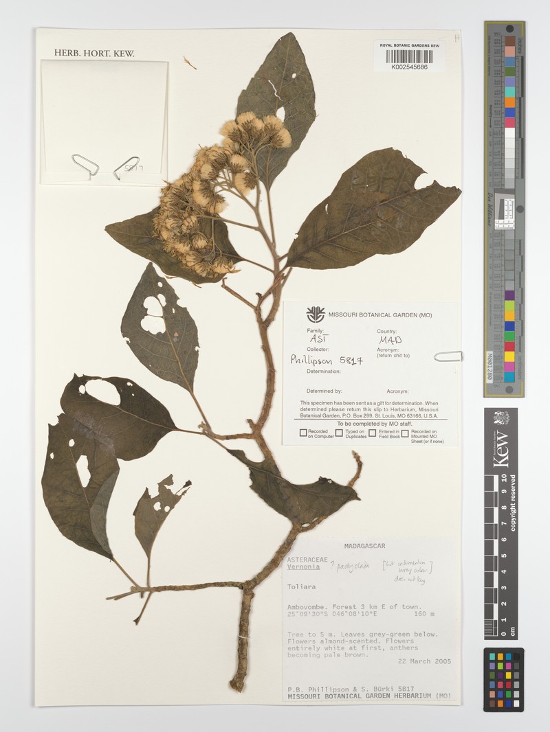 Vernonia pachyclada photo 2