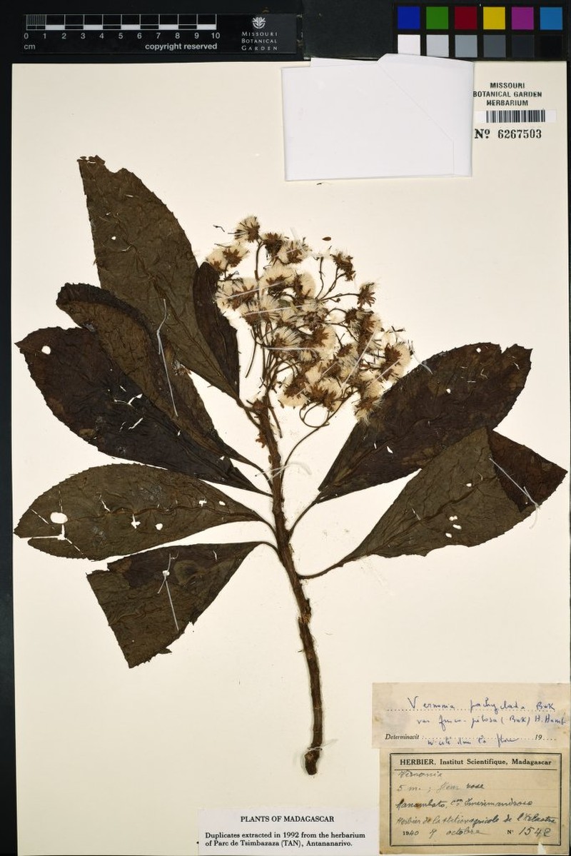 Vernonia pachyclada var. fuscopilosa