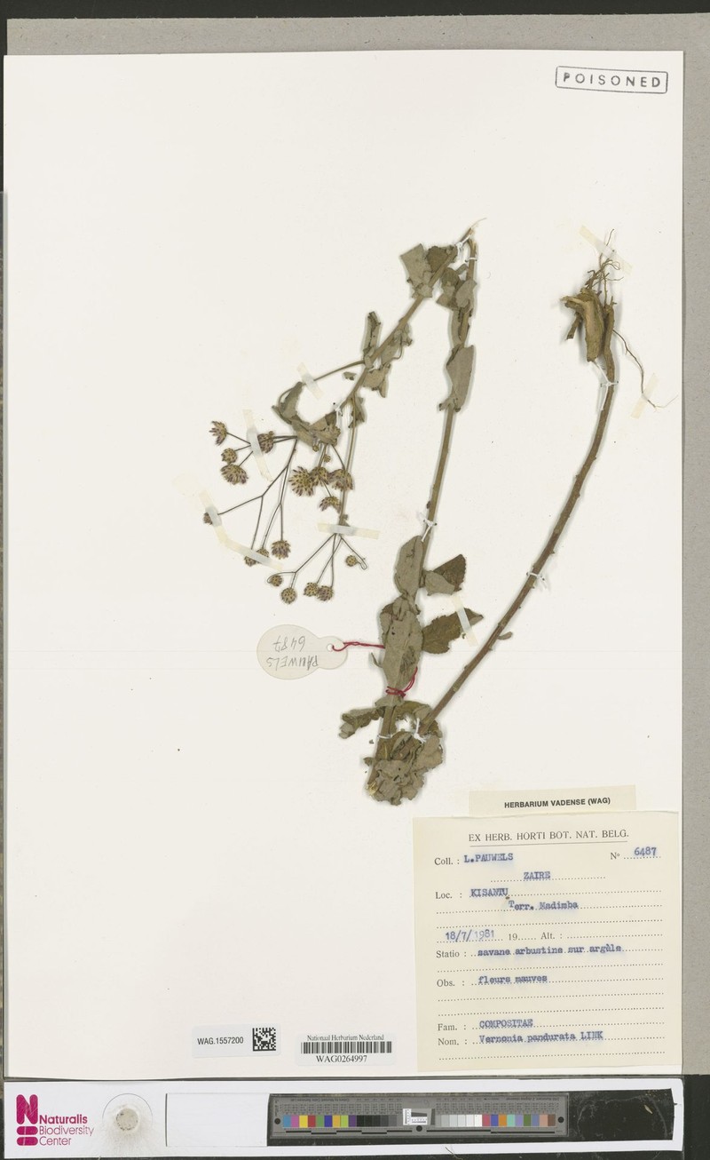 Vernonia pandurata