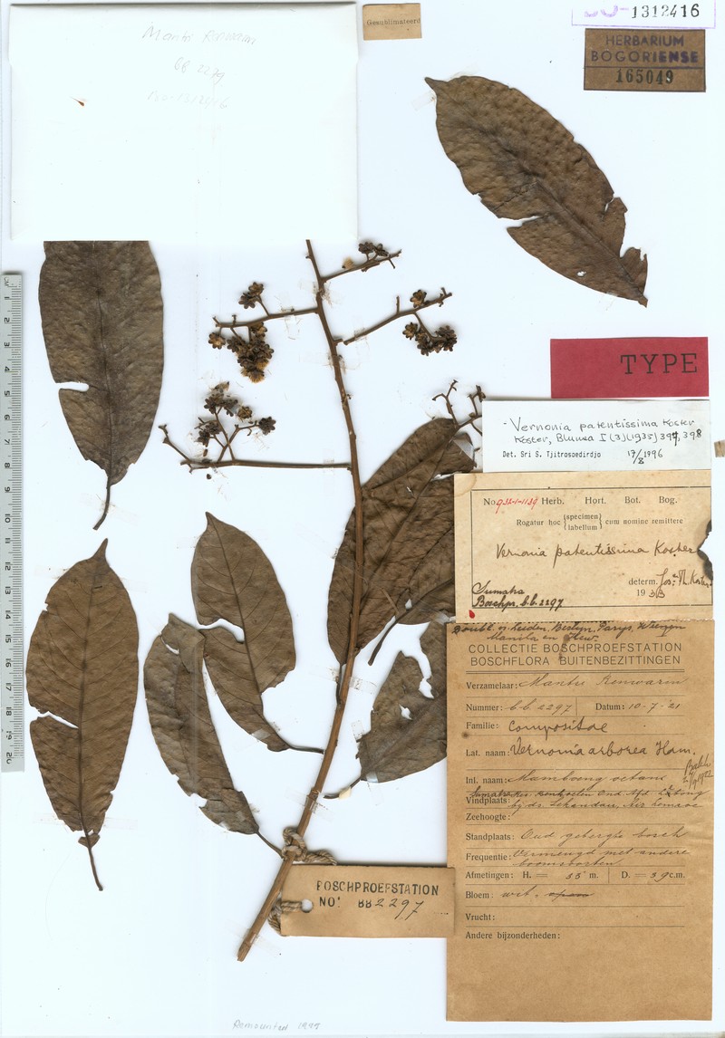 Vernonia patentissima