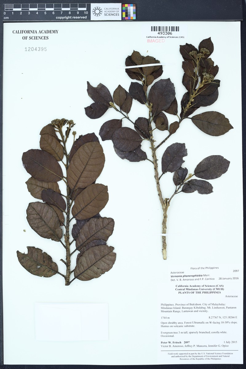 Vernonia phanerophlebia