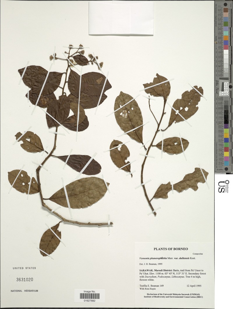 Vernonia phanerophlebia photo 2