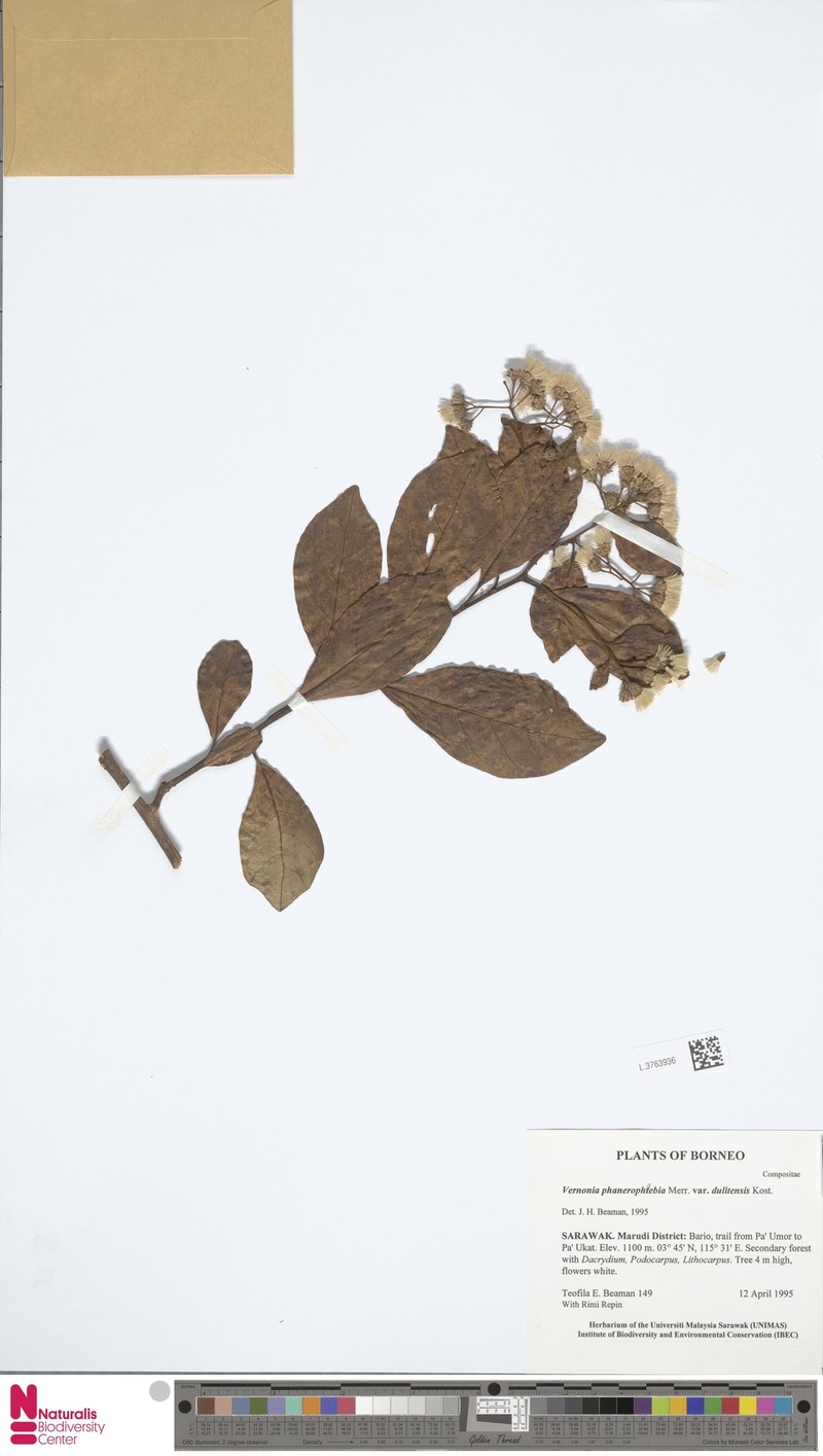 Vernonia phanerophlebia photo 3
