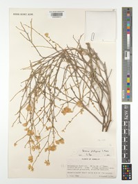 Vernonia phillipsiae