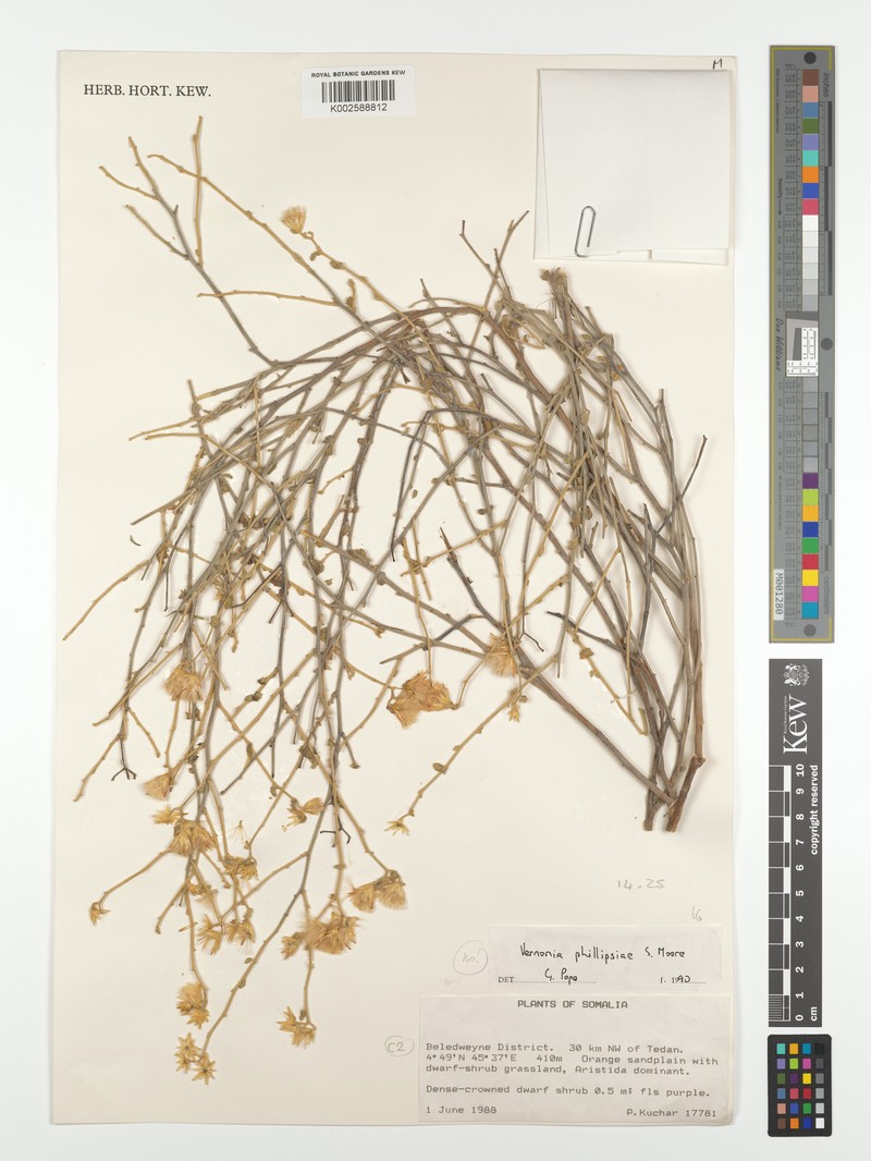 Vernonia phillipsiae