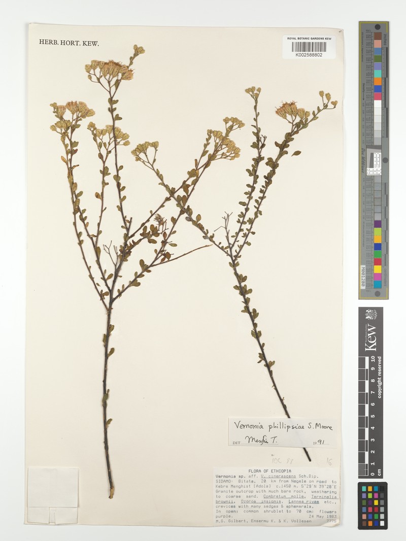 Vernonia phillipsiae photo 2