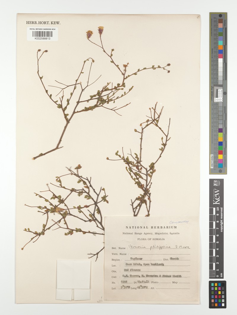Vernonia phillipsiae photo 3