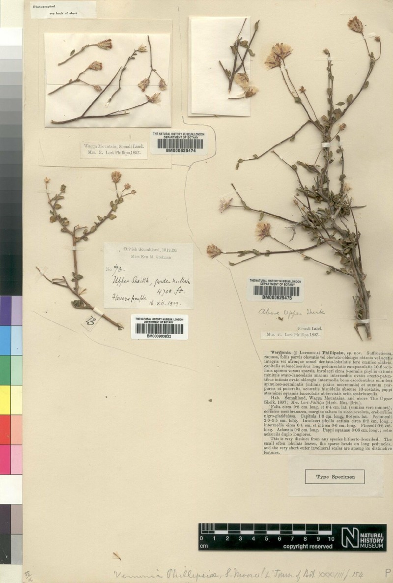 Vernonia phillipsiae photo 4