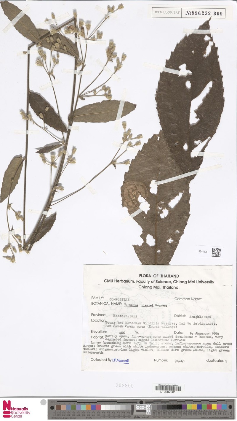 Vernonia pierrei
