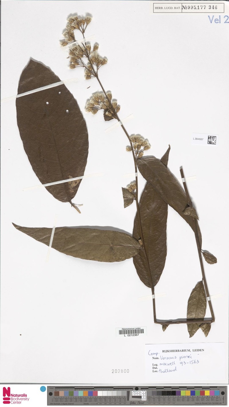 Vernonia pierrei photo 2