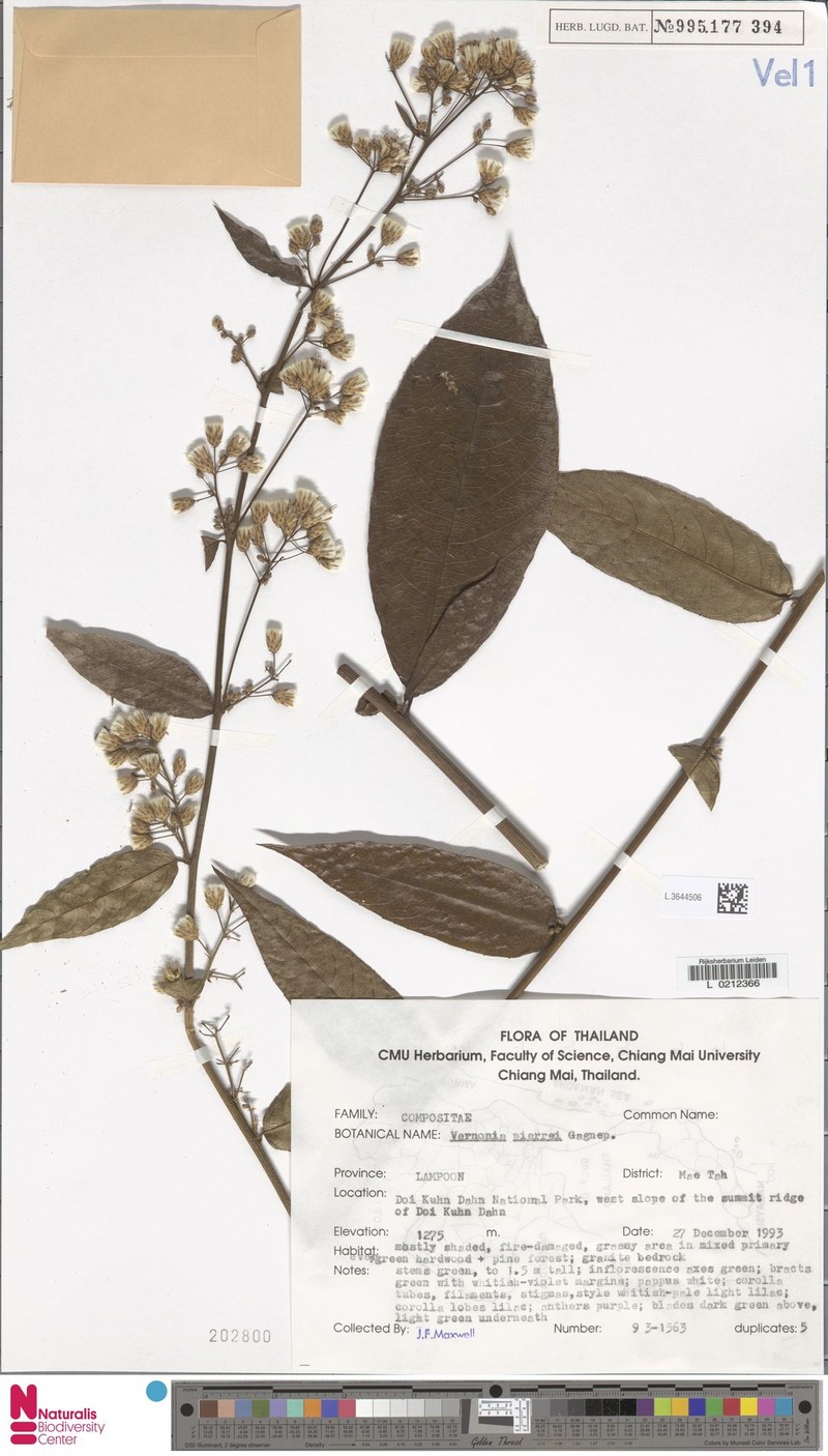 Vernonia pierrei photo 3