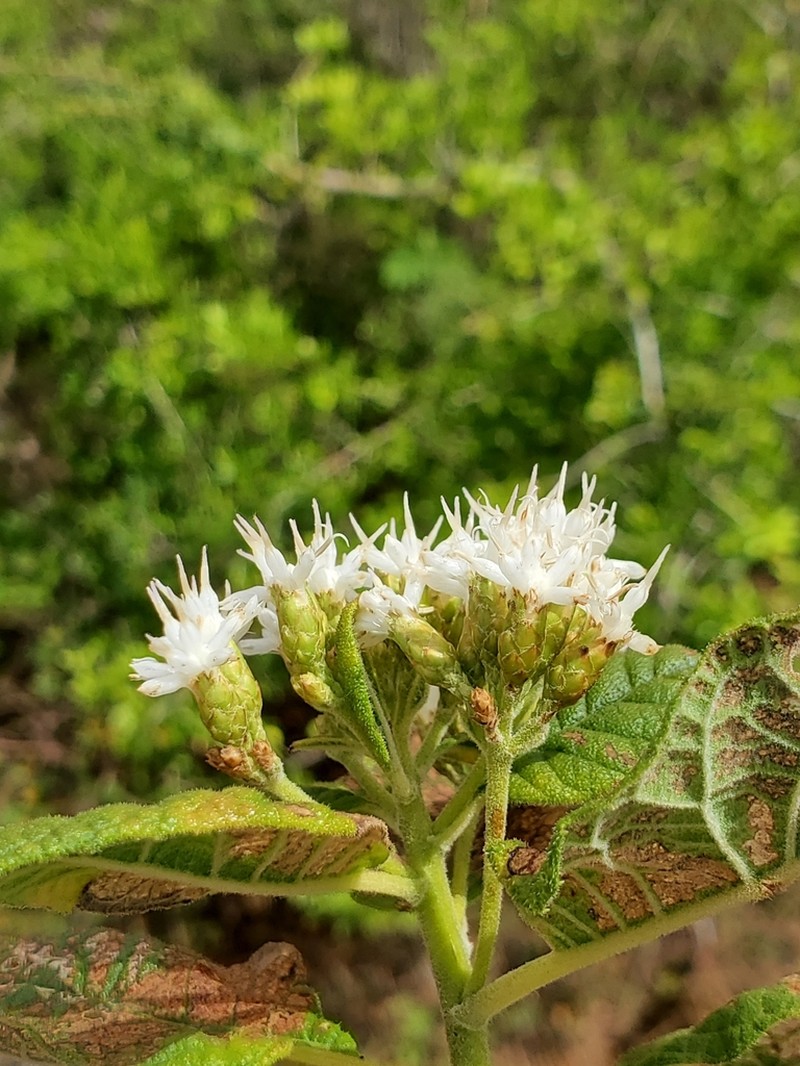 Vernonia platylepis