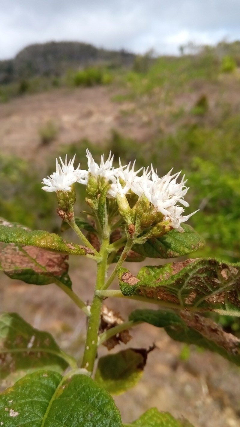 Vernonia platylepis photo 2