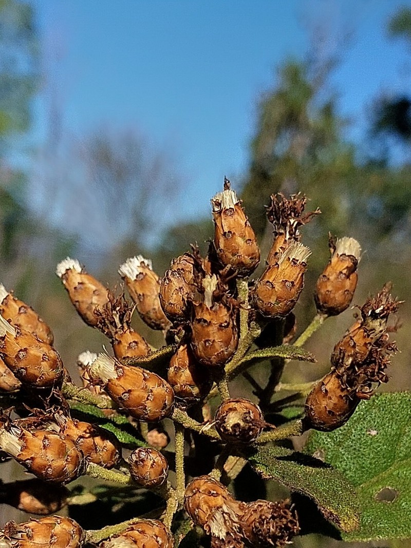 Vernonia platylepis photo 4