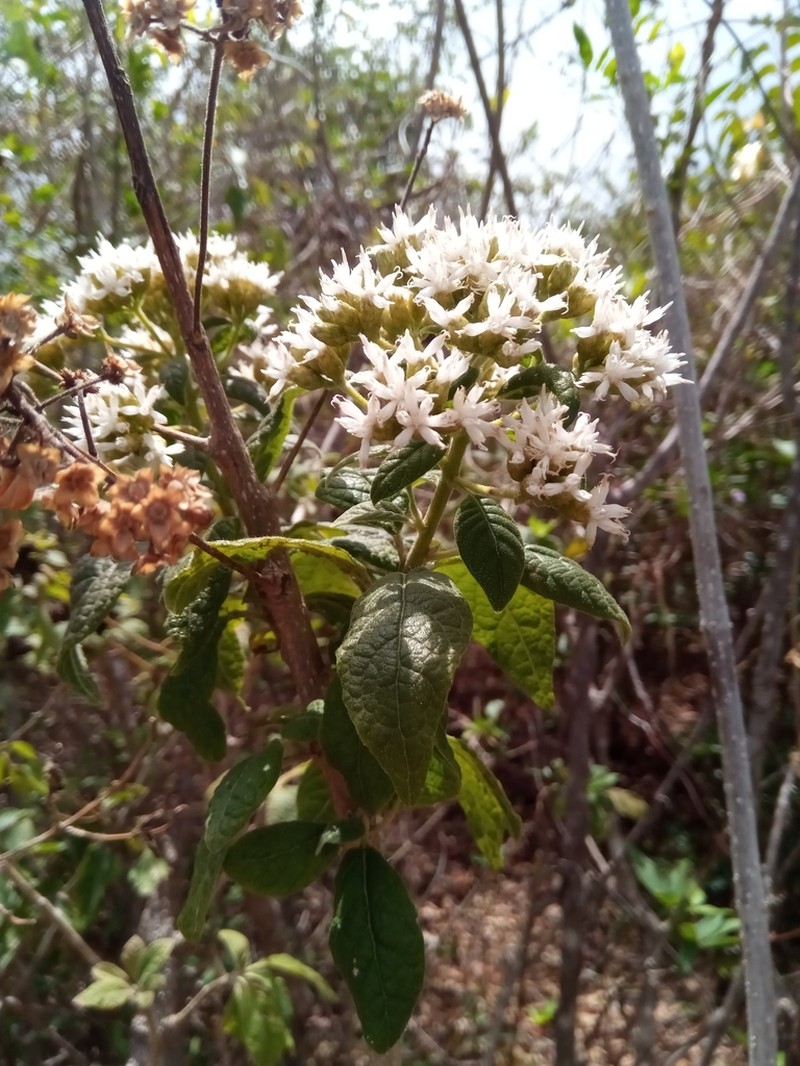 Vernonia platylepis photo 5