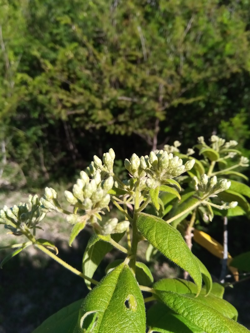 Vernonia platylepis photo 6