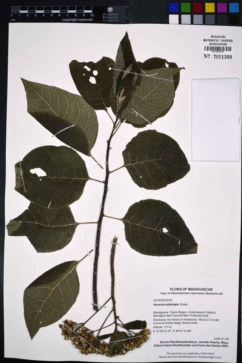 Vernonia platylepis photo 7