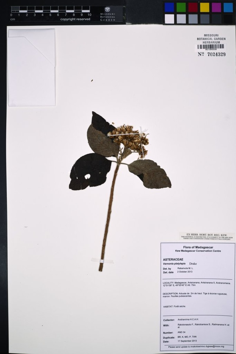 Vernonia platylepis photo 8