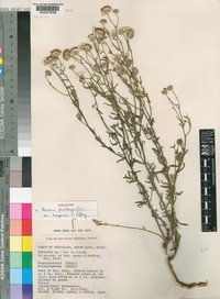 Vernonia plumbaginifolia