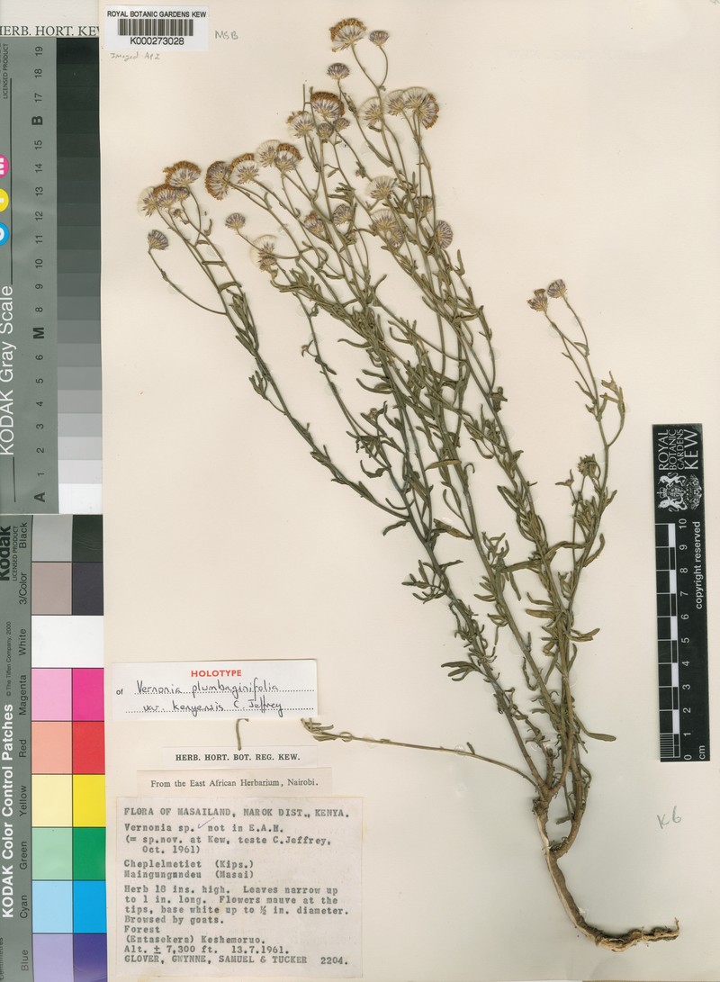 Vernonia plumbaginifolia