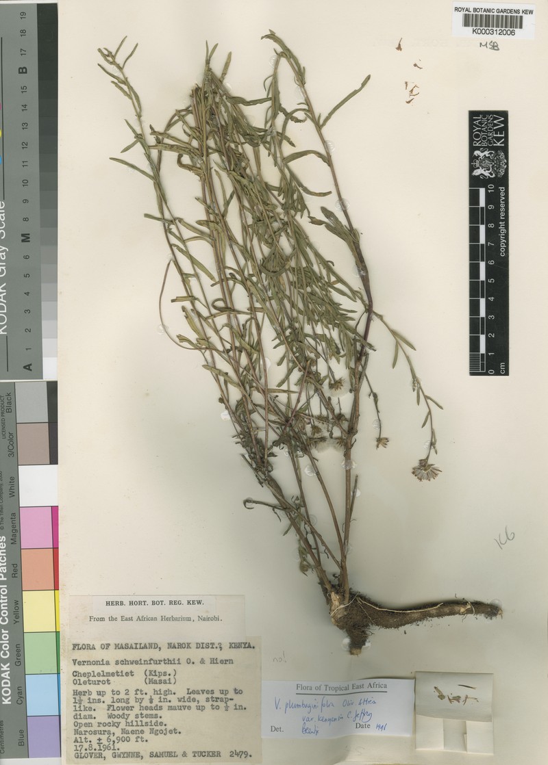 Vernonia plumbaginifolia photo 2