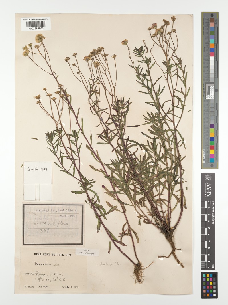 Vernonia plumbaginifolia photo 3