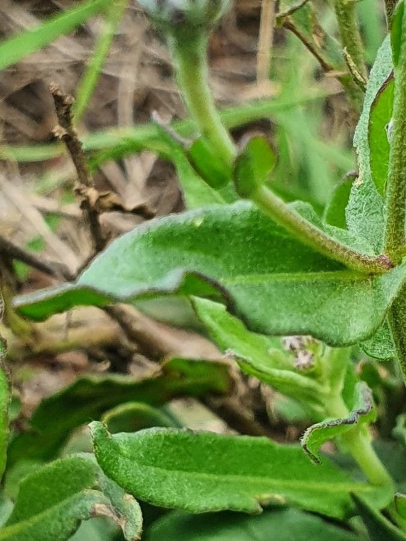 Vernonia popeana