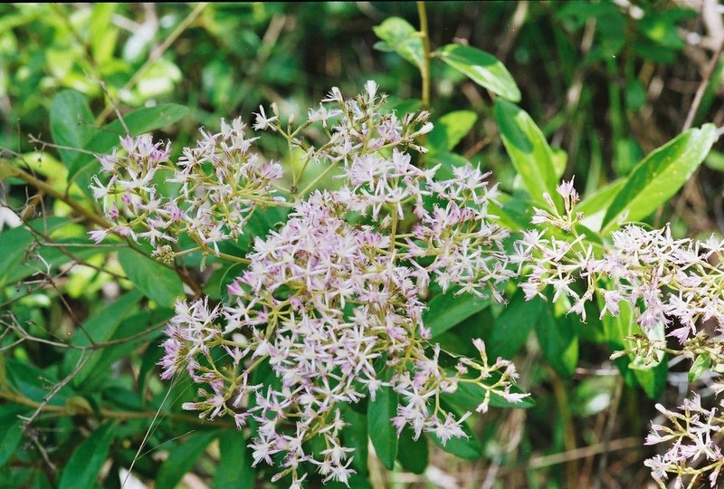 Vernonia potamophila