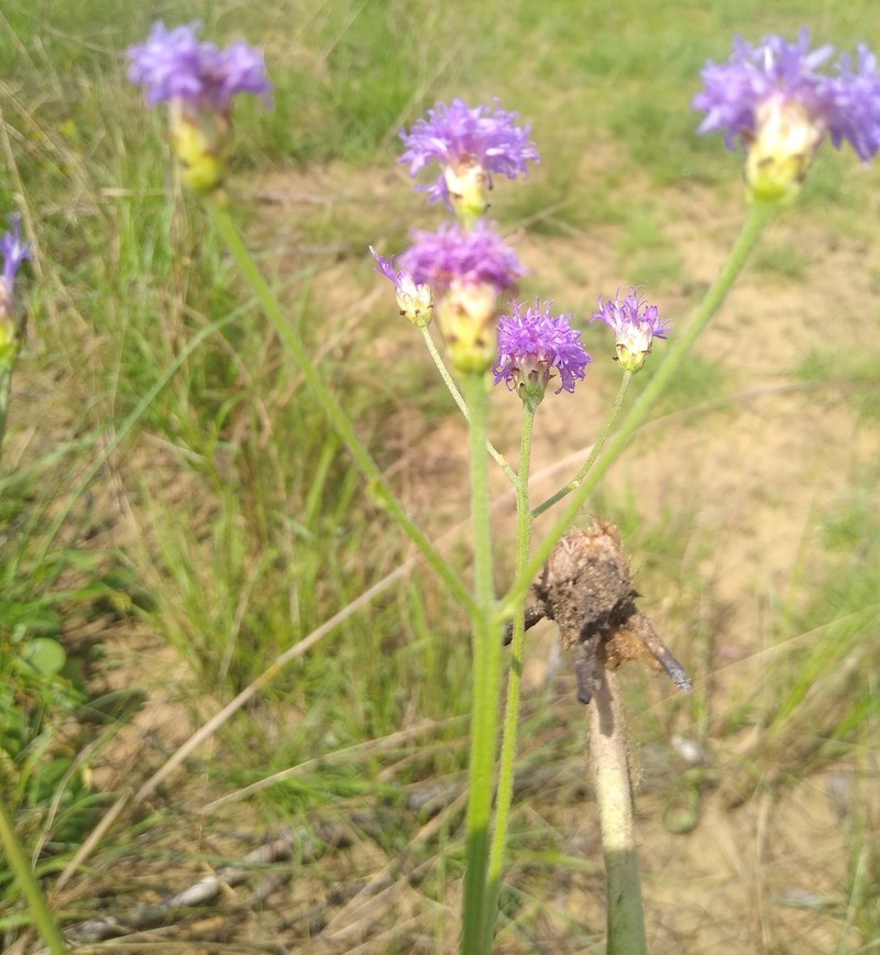 Vernonia potamophila photo 2