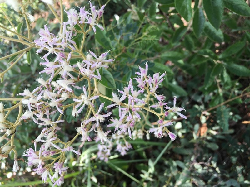 Vernonia potamophila photo 3