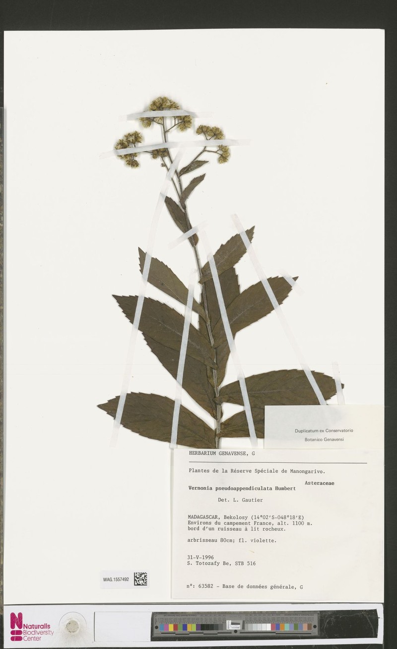 Vernonia pseudoappendiculata
