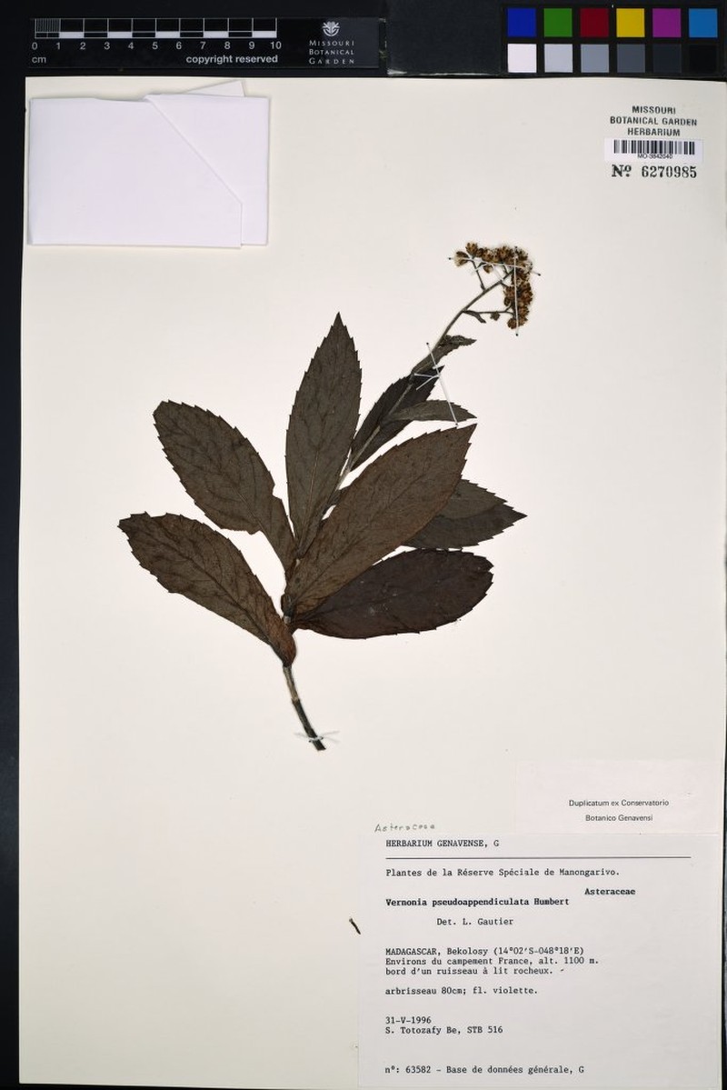 Vernonia pseudoappendiculata photo 2