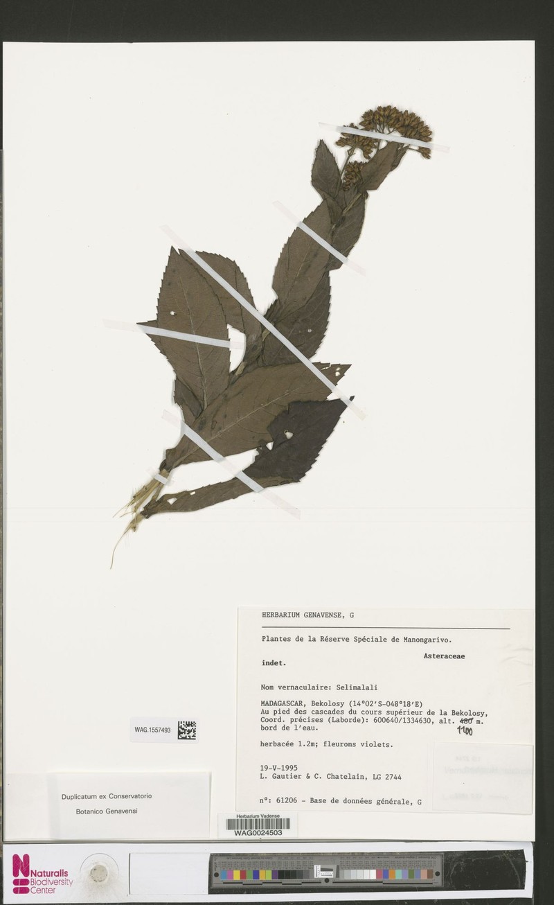 Vernonia pseudoappendiculata photo 3