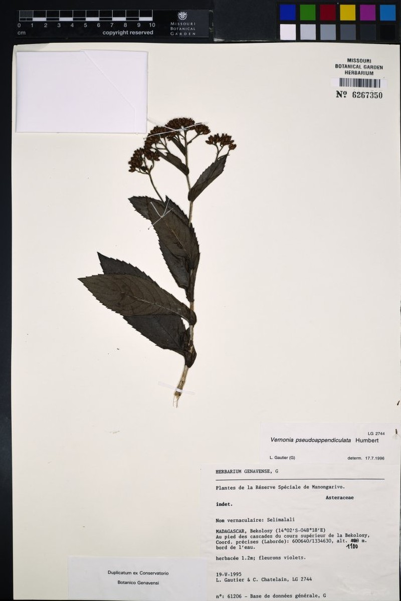 Vernonia pseudoappendiculata photo 4