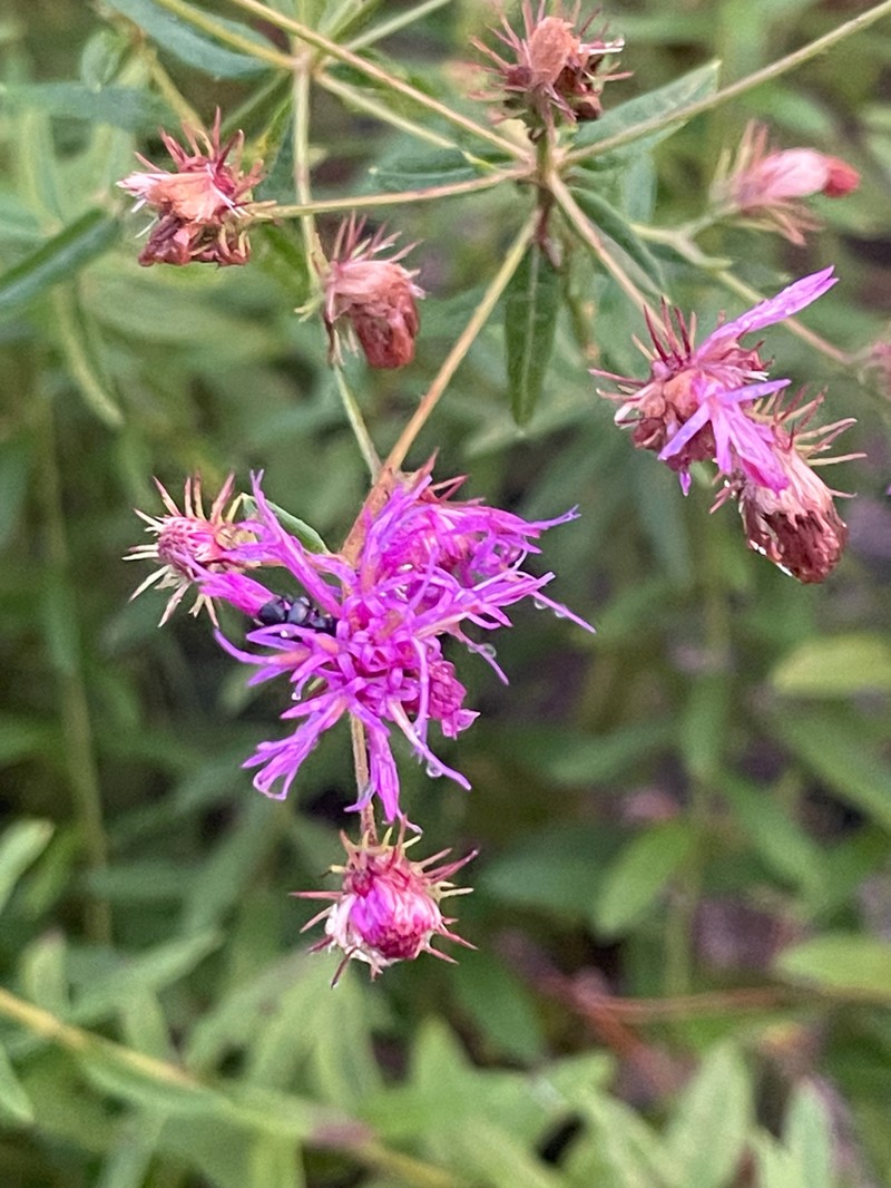 Georgia Ironweed
