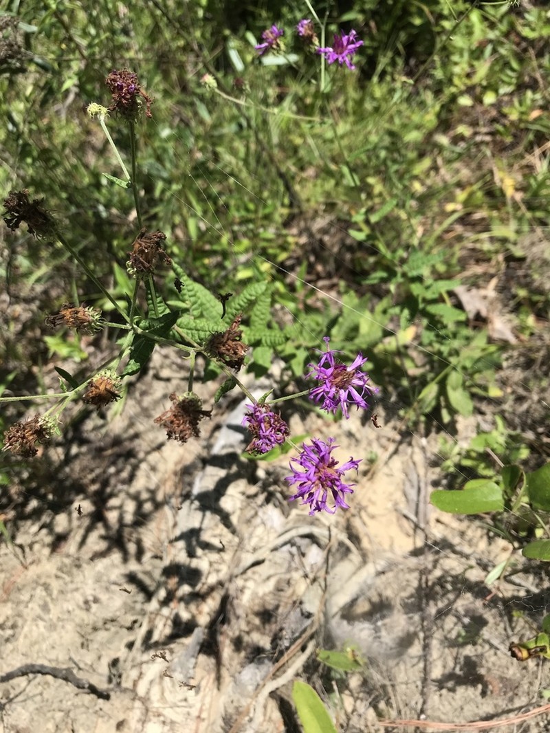 Georgia Ironweed photo 2