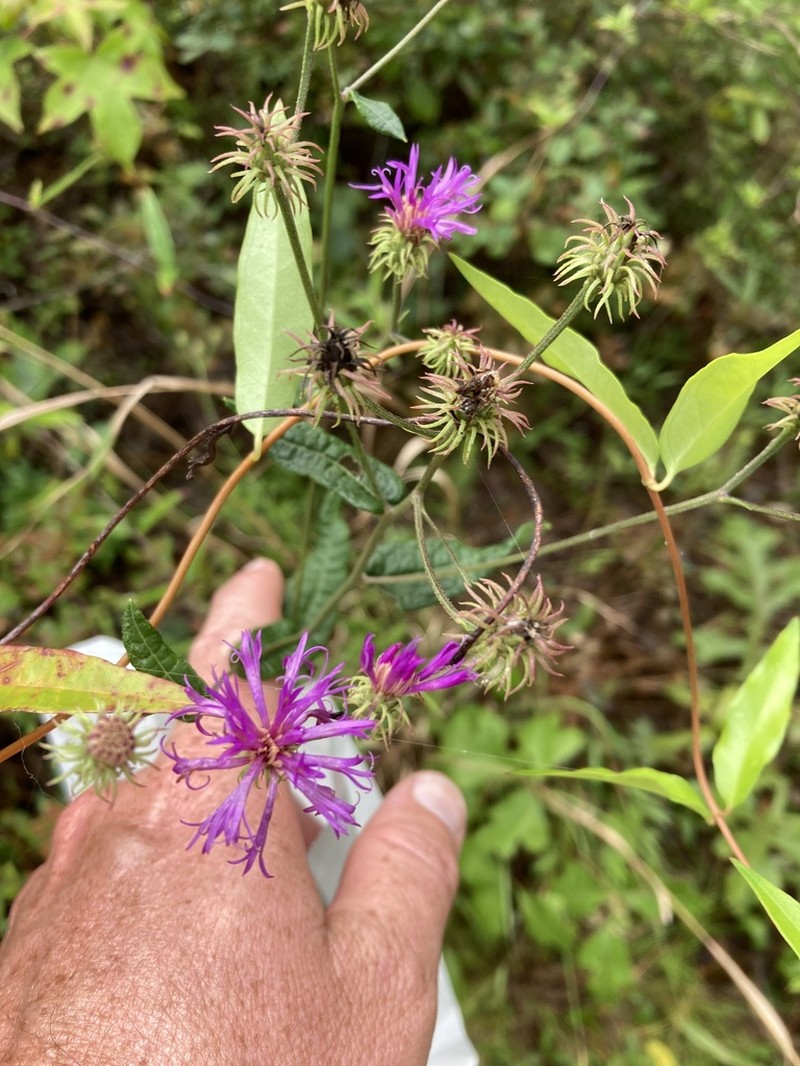 Georgia Ironweed photo 3