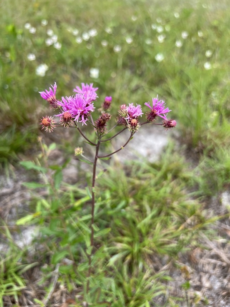 Georgia Ironweed photo 4