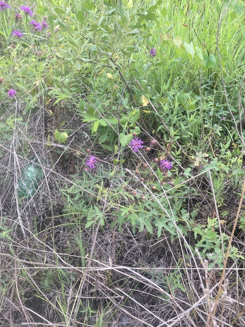 Georgia Ironweed photo 5