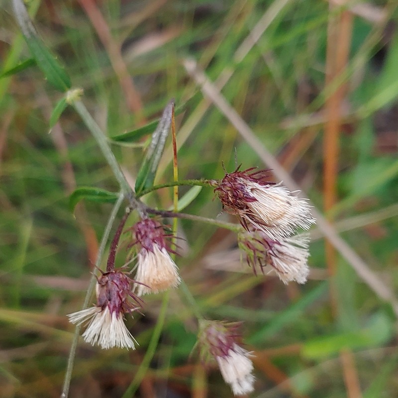 Georgia Ironweed photo 6