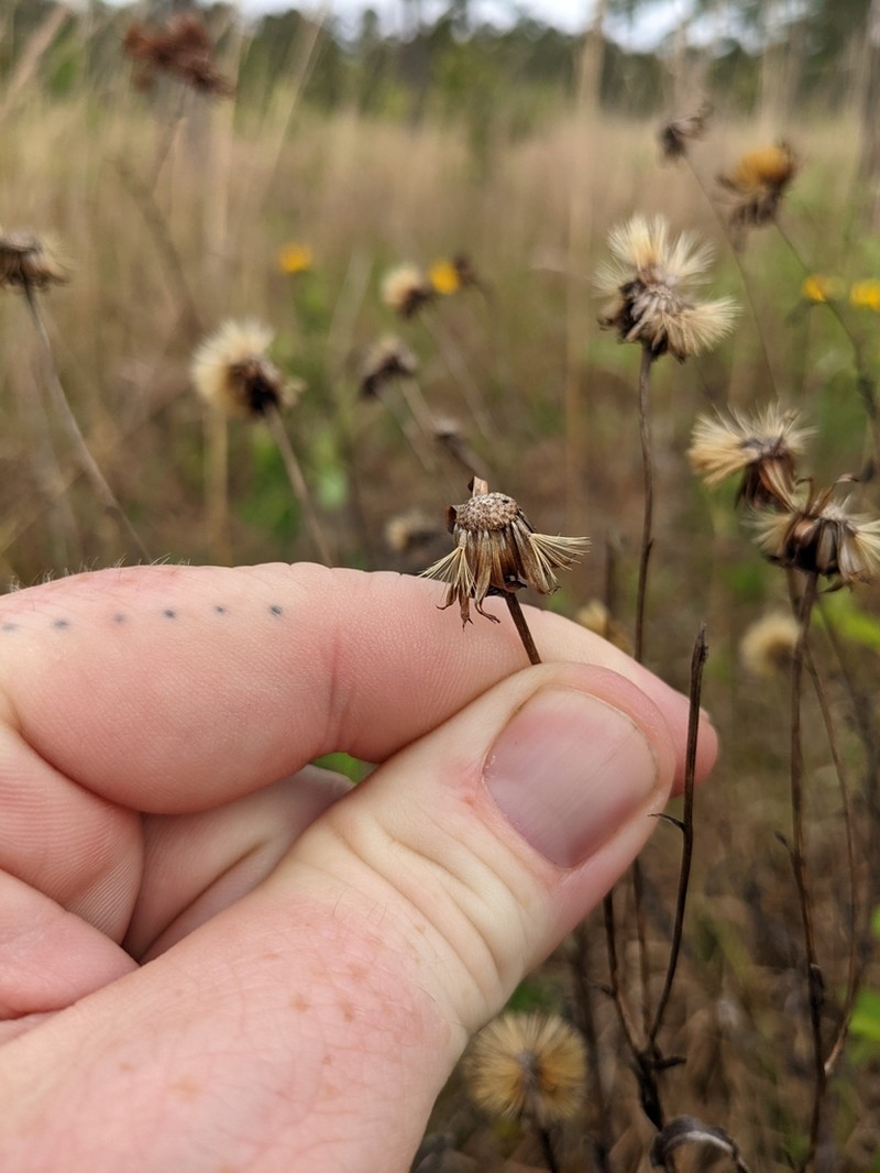 Georgia Ironweed photo 7