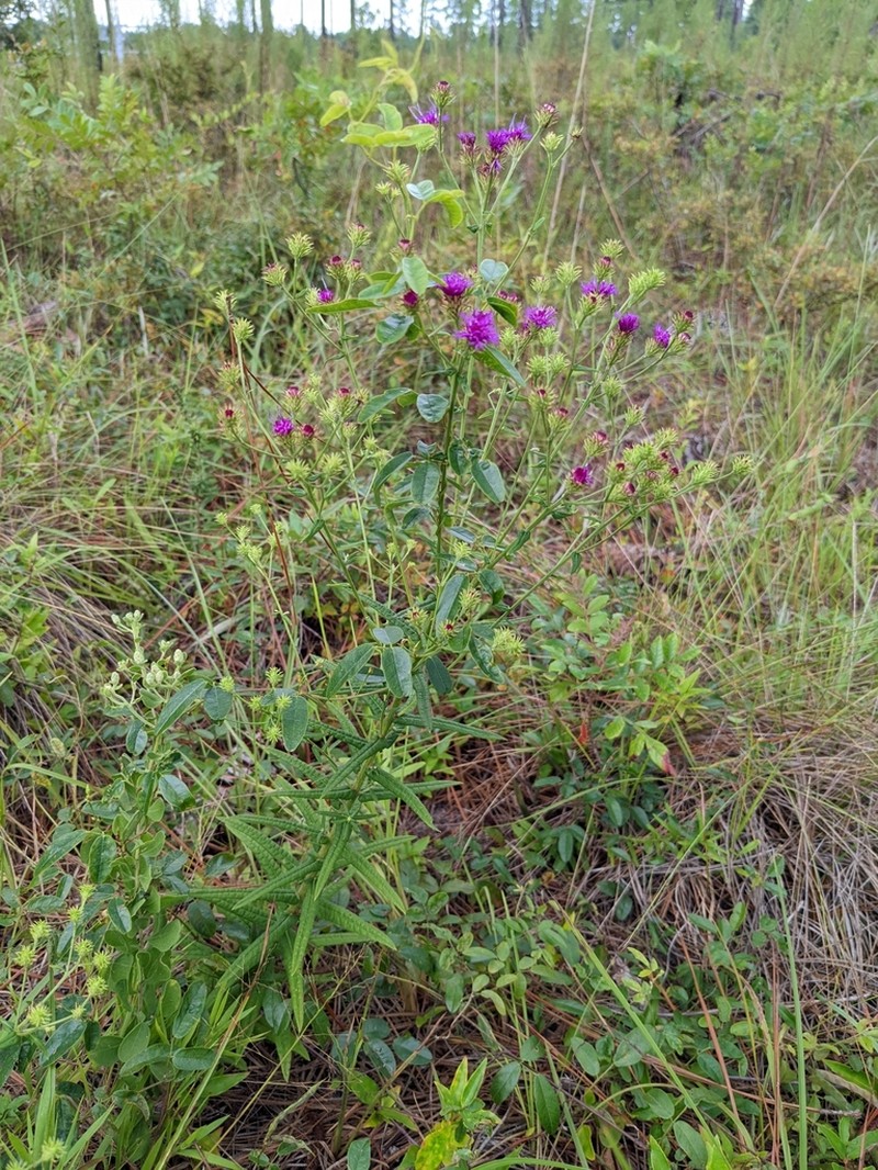 Georgia Ironweed photo 8