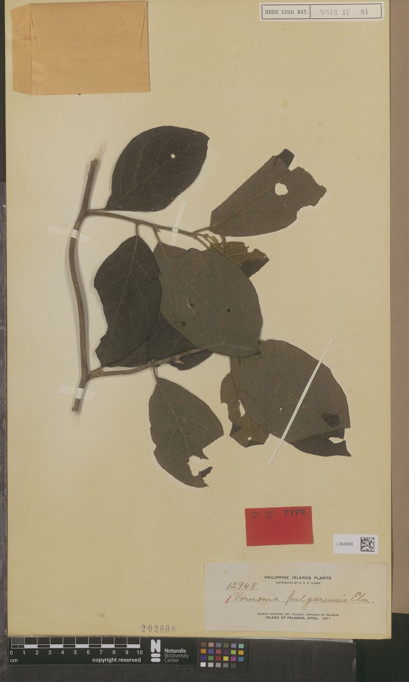 Vernonia pulgarensis