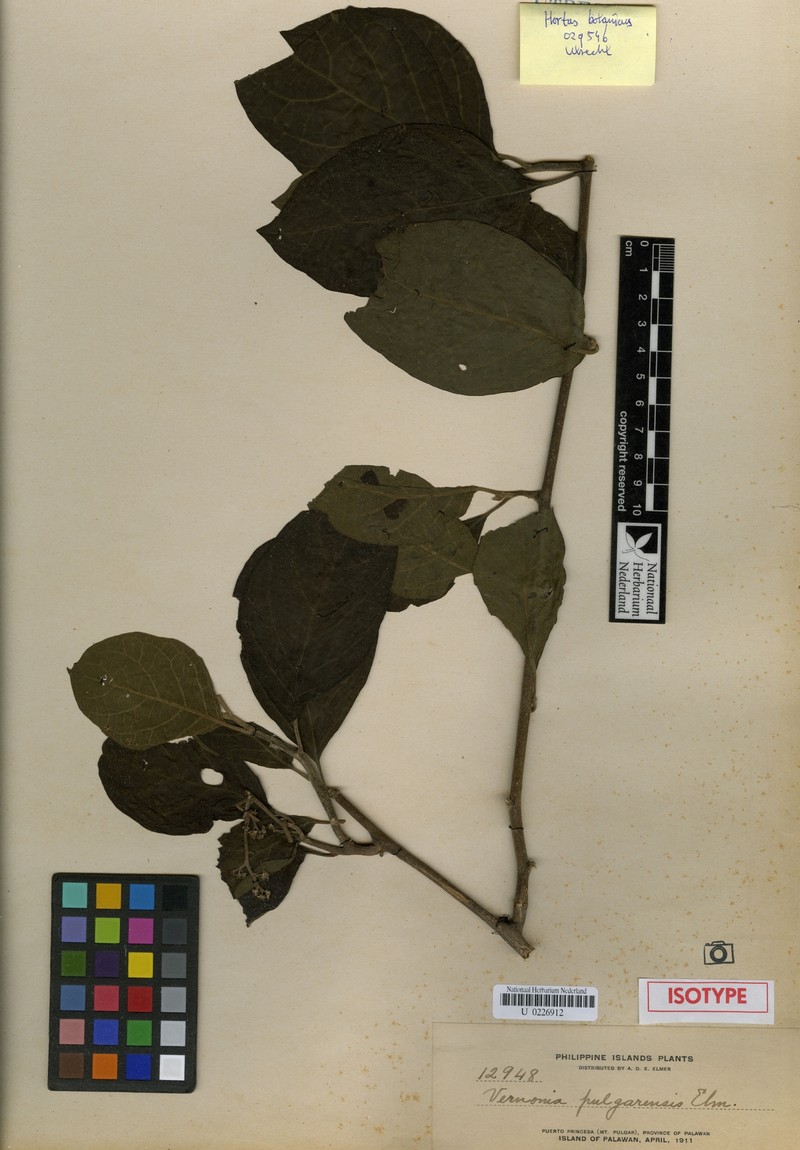 Vernonia pulgarensis photo 2