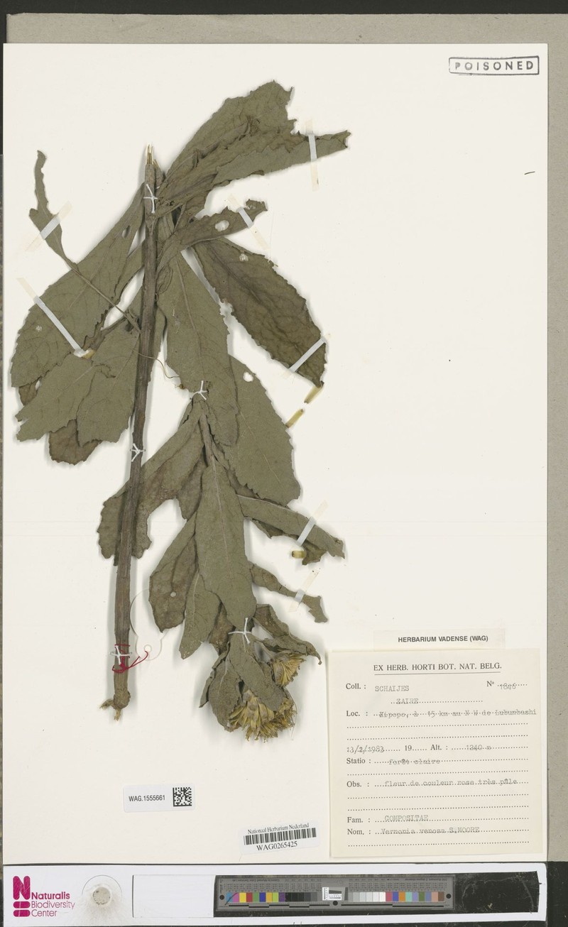 Vernonia retifolia