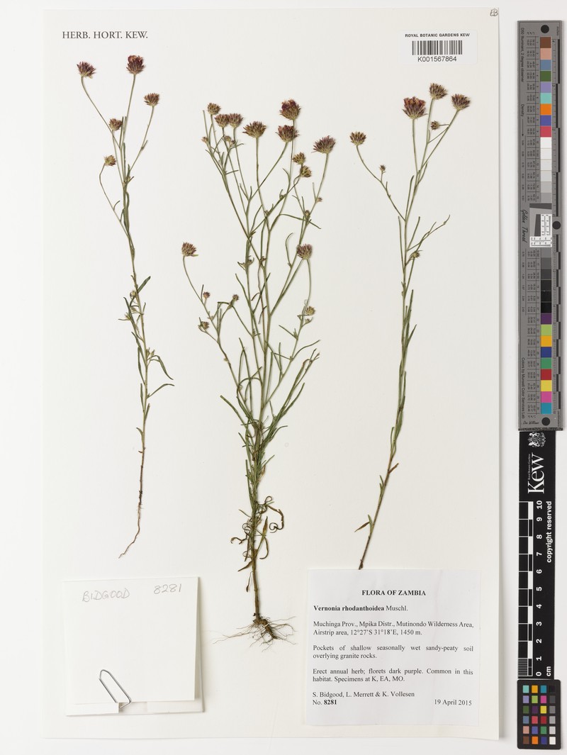 Vernonia rhodanthoidea